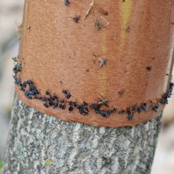 Prípravky proti mravcom blog2